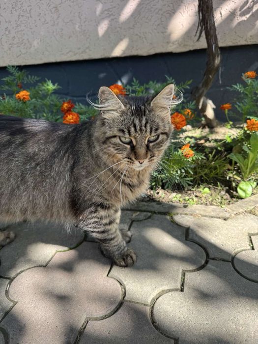 Продам кошенят цієї красуні