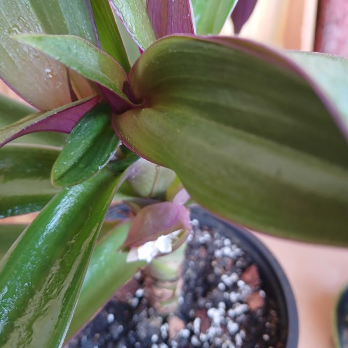 Квітка традисканция Рео