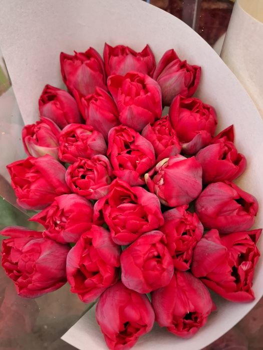 Зріз тюльпана до Міжнародного жіночого дня від вир