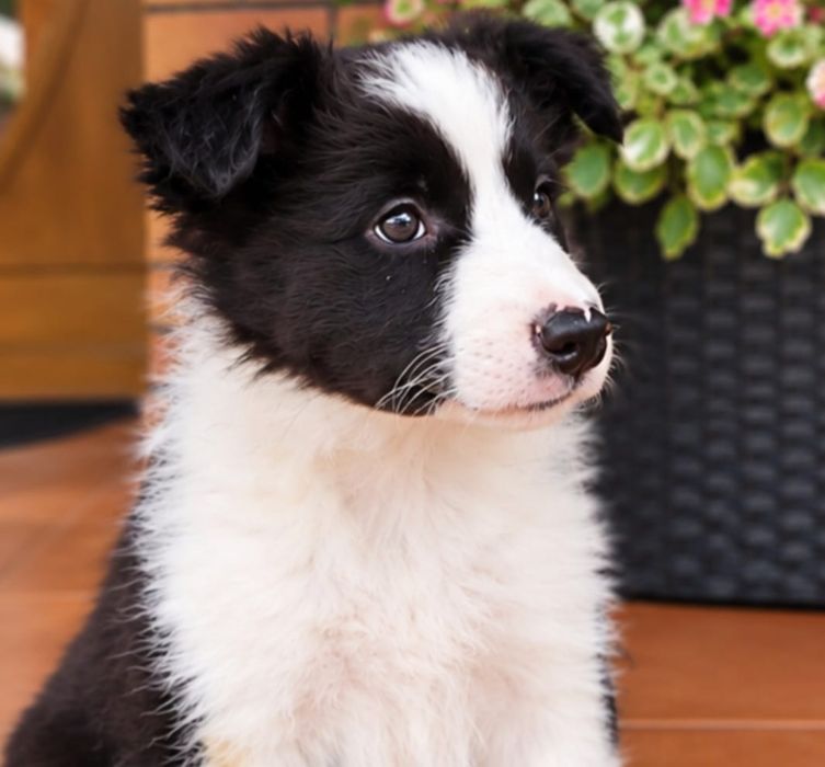 Border Collie suczka