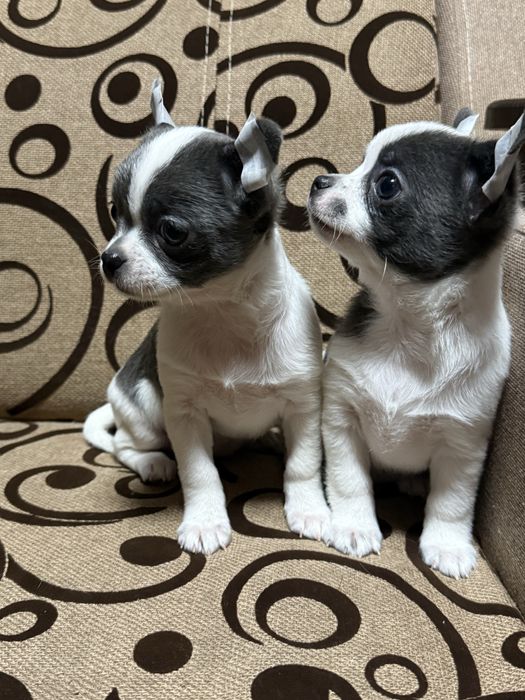 Чіхуашки міні, найкращі для кращих