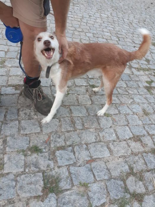 Cachorro Podengo para doar