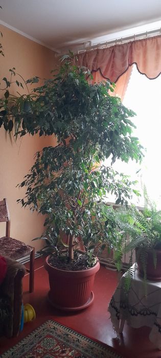 Комнатные растения