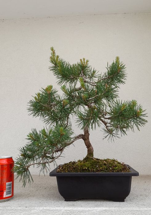 Bonsai Pinheiro Silvestre (Pinus sylvestris) 
Vendo exemplar de Pinheiro Silvestre (Pinus sylvestris) em fase avançada de estrutu