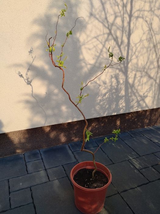 Sadzonka wierzby mandżurskiej