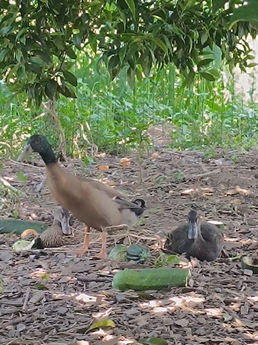 Pato corredor indiano