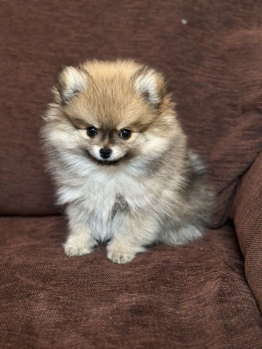 Померанский шпиц дівчинка