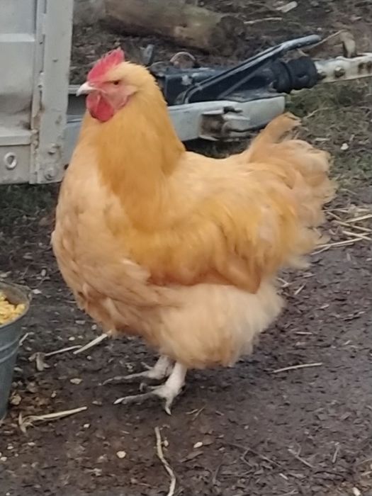 Орпінгтон палевий, півники 2024 року