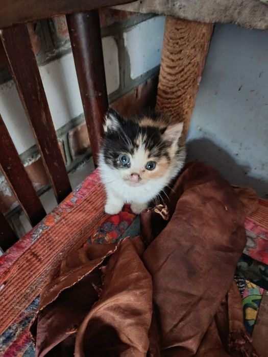Кошенятко безкоштовно