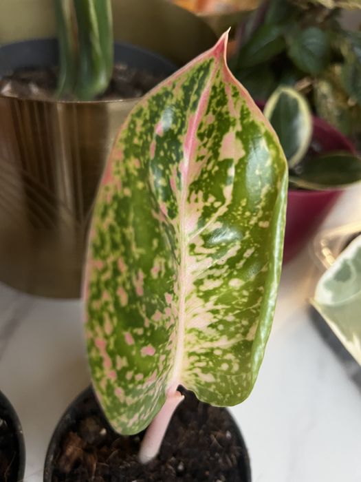 Aglaonema spotted pink