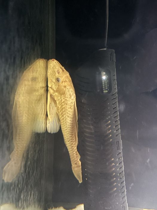 Glonojad Albino Zbrojnik 30cm Transport