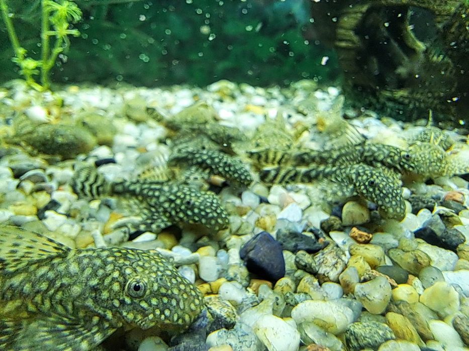 Glonojady zbrojniki