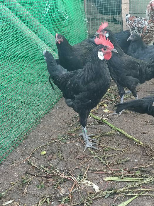 Півні, амрокс, мінорка, австралоп, лівенські