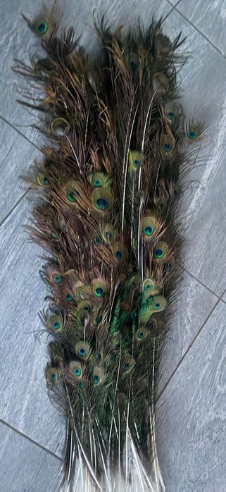 Sprzedam Pawie Pióra