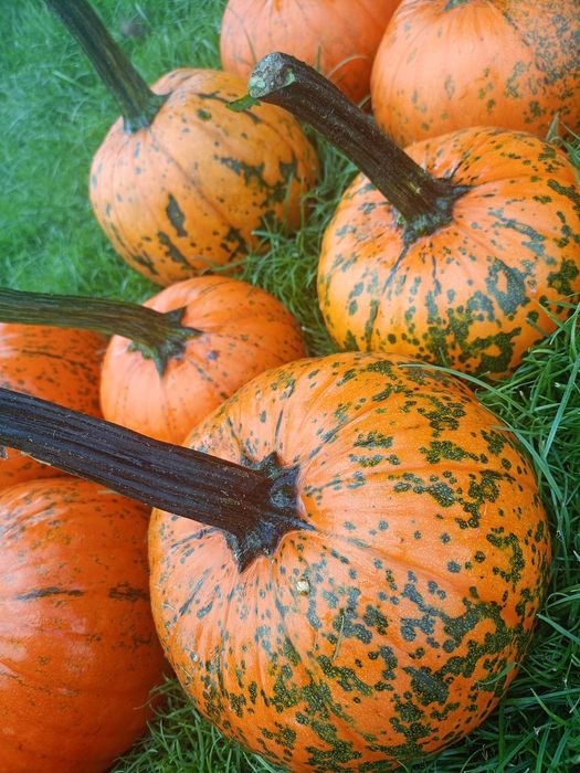Dynia Helloween piegowata i bez piegów wysyłka