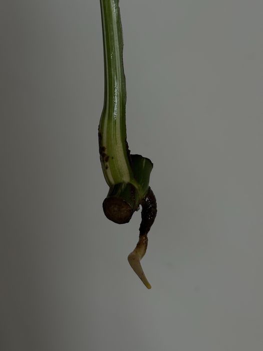 MONSTERA ALBO / монстера альба