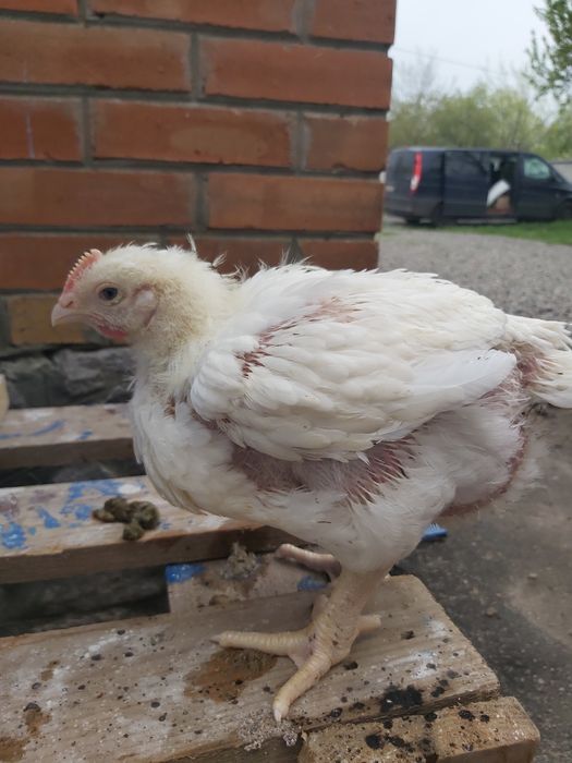 Підрощений бройлер Кобб 500 3 тиж.