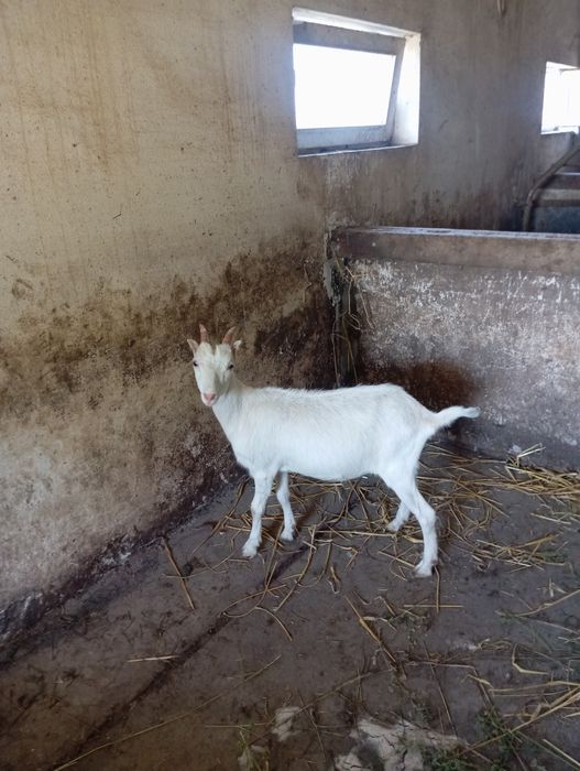 Продам    козочку