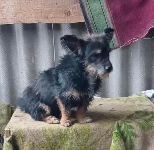 Тобік шукає сім‘ю! Вакцинований від сказу