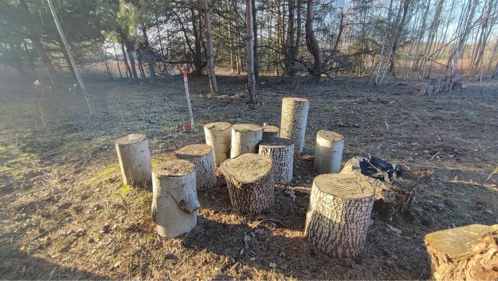 Drewno 400 zł za całość