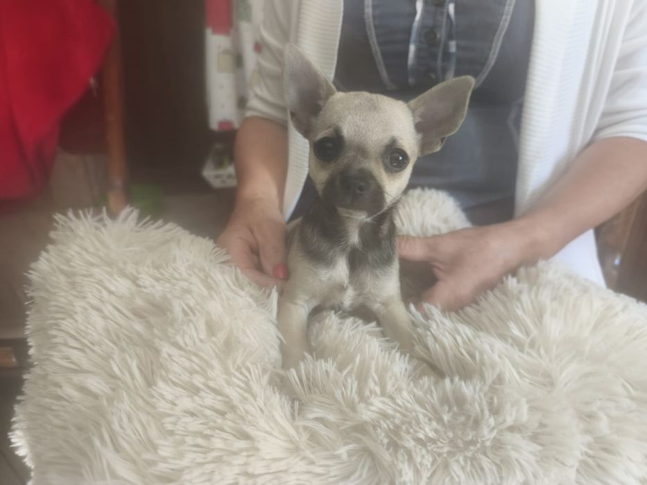 Chihuahua śliczna sunia