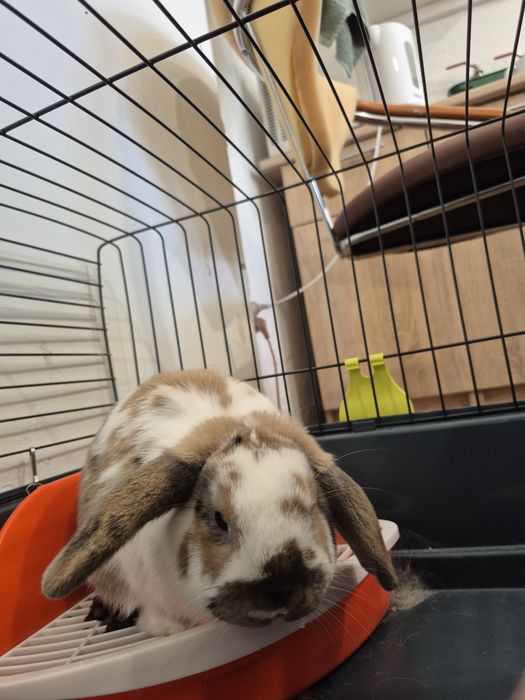 Królik miniaturka baranka francuskiego