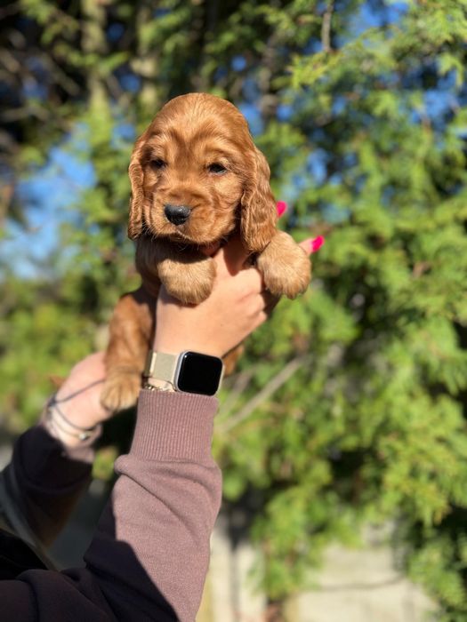 Mocno złota sunia Cocker Spaniel Angielski rodowód wyprawka