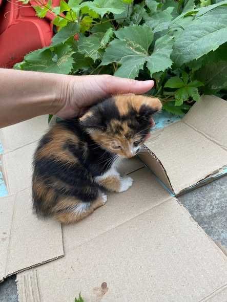 Кошенята шукають дім