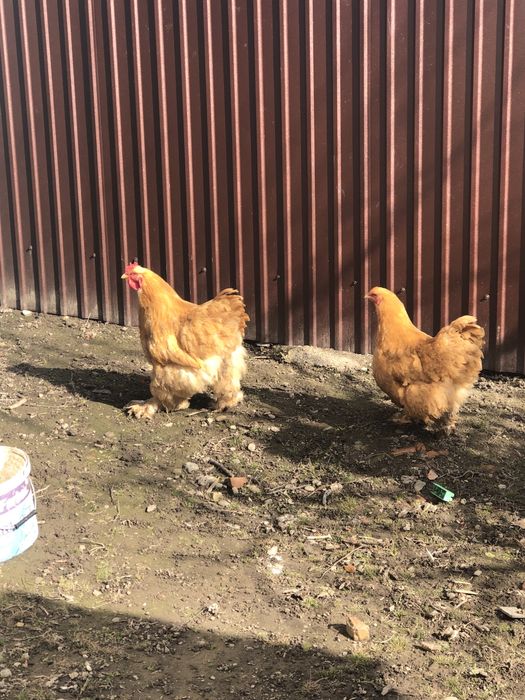 Інкубаційне яйце палевого кохінхіна