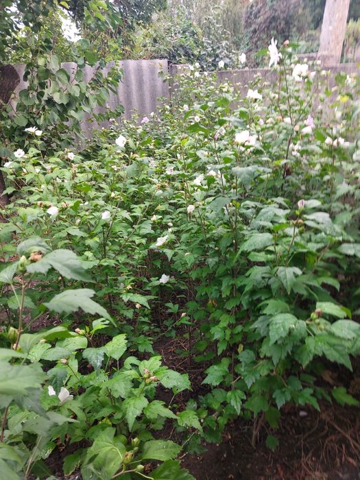 Продам чотирирічні саджанці  гібіскуса