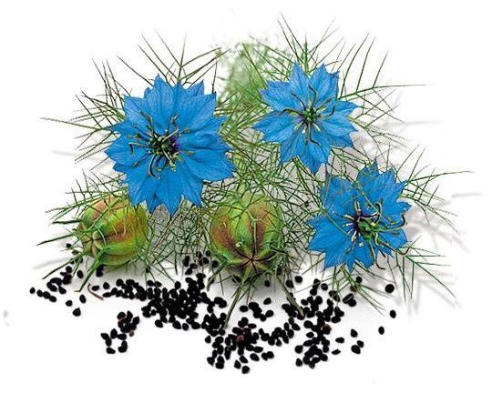 Масло черного тмина первого прямого холодного отжима 250мл