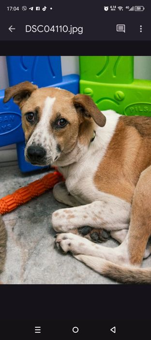 Собака а добрі ручки!