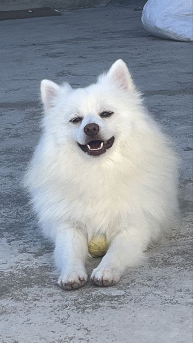 Spitz alemao macho procura namorada