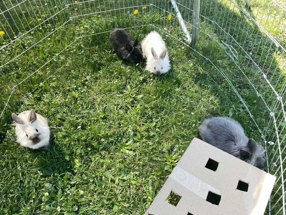 Króliki miniaturki sprzedam