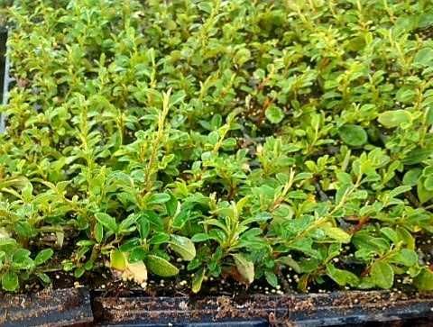 Irga Dammera Major - roslina kopana z gruntu