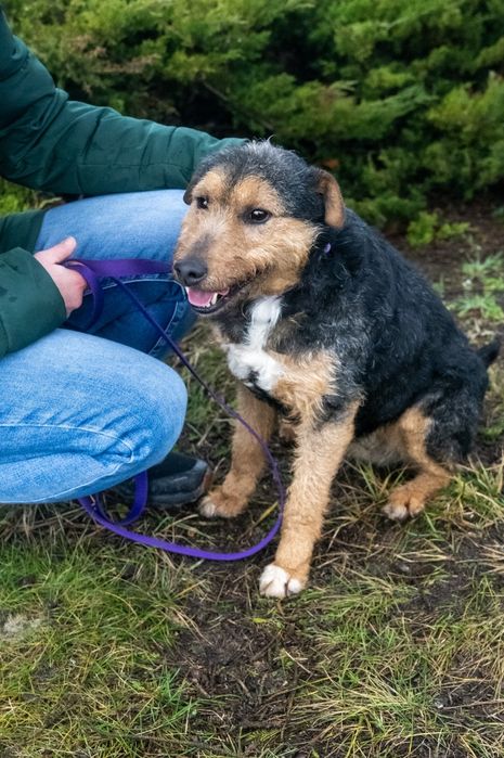 Foks szuka kochającego domu