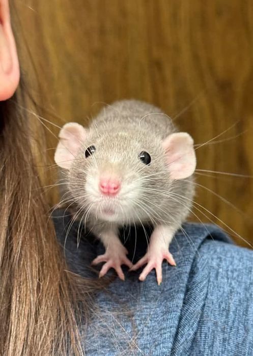 Щурики дамбо, криса стандартна, дамбовухі крисята