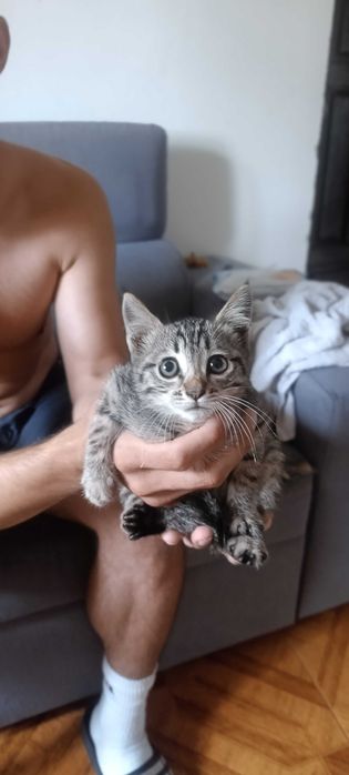 Gatos para adoção