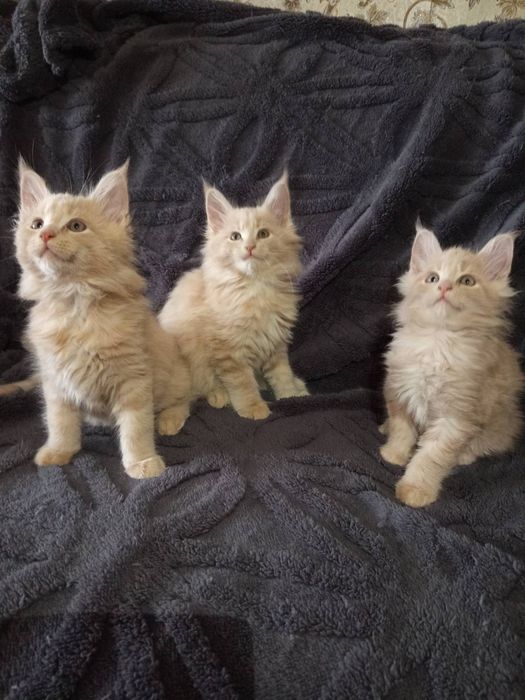 Подарунок на 14 лютого