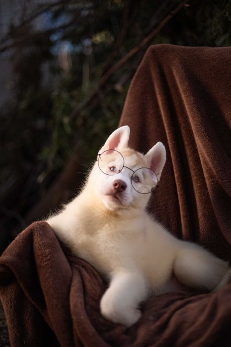 Цуценя хаскі / щенок хаски