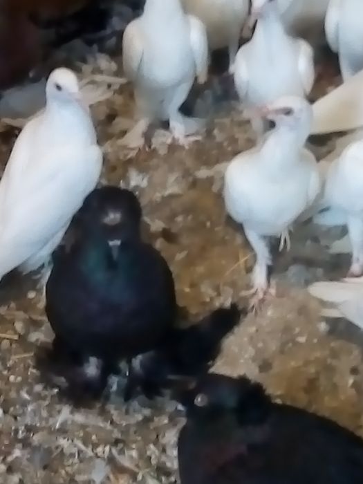 Sprzedam gołębie ozdobne różne