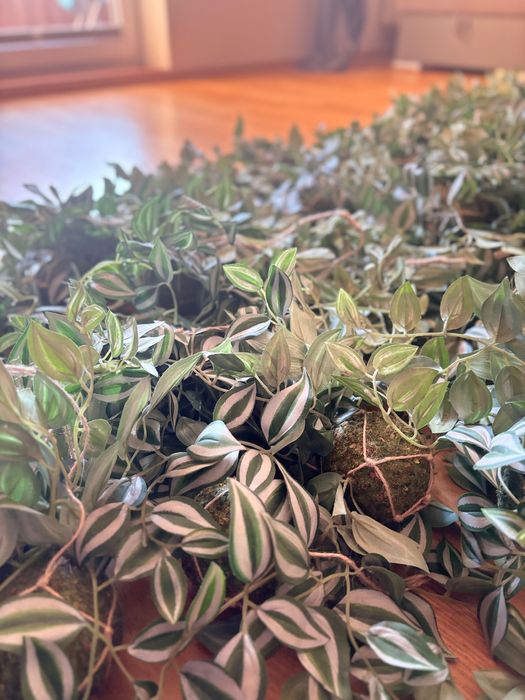 Dekoracja dżungla zielone kule