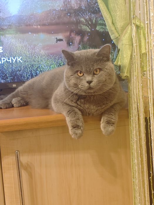 Котик для в'язки