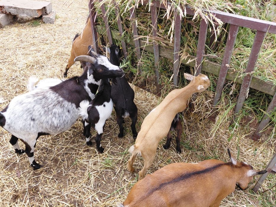 PROMOÇÃO de Cabras Anas