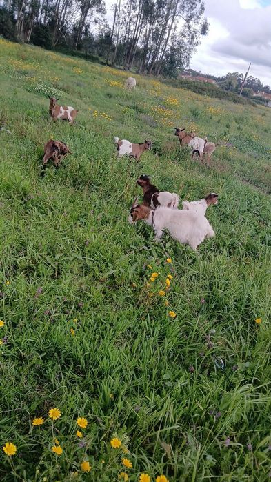 Vendo rebanho de cabras