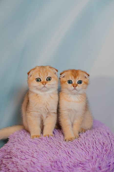 Шотландские котята