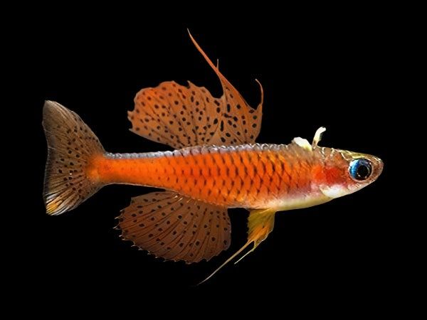 Pseudomugil luminatus (Blue-eye neon vermelho) – Juvenis disponíveis!