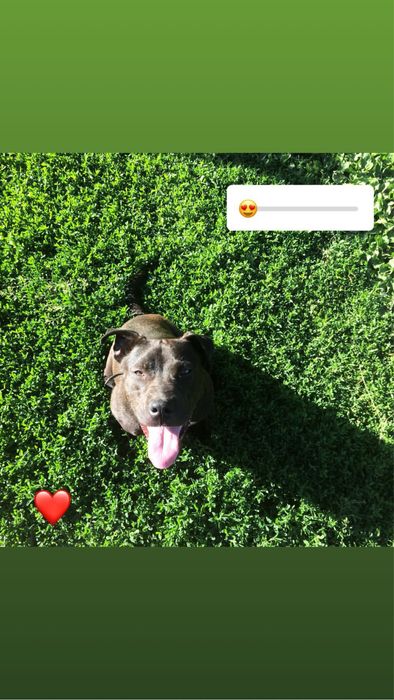 Цуценята Амстаффа Бронь !