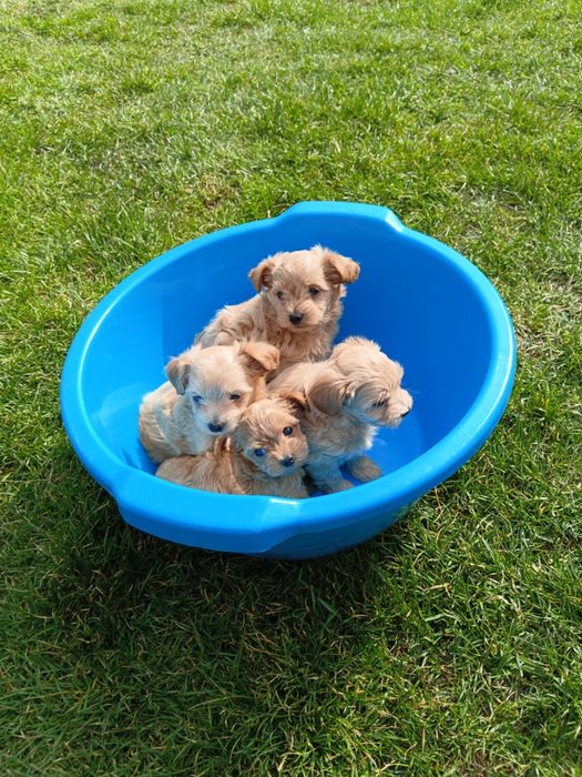 Мальтіпу 3 мальчіка і 1 девочкі