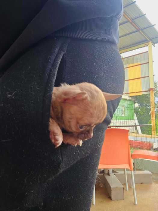 Chihuahua macho PEQUENINO